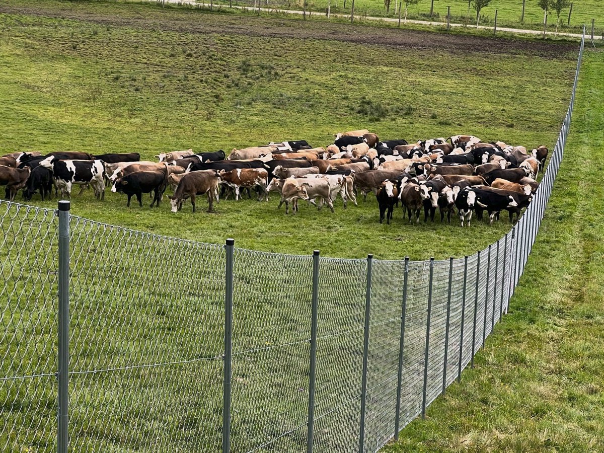 Maschendrahtzaun um eine Weide mit Rinderherde